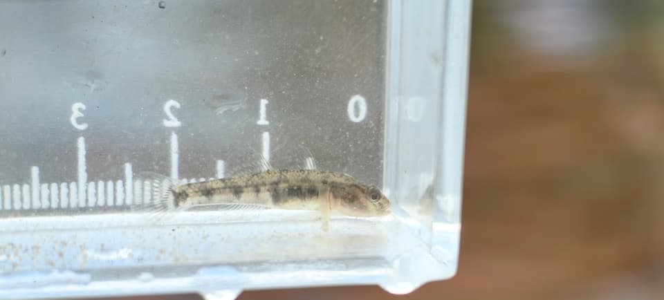 ภาพประกอบของ ปลาบู่ lindbergi (Rhinogobius lindbergi)