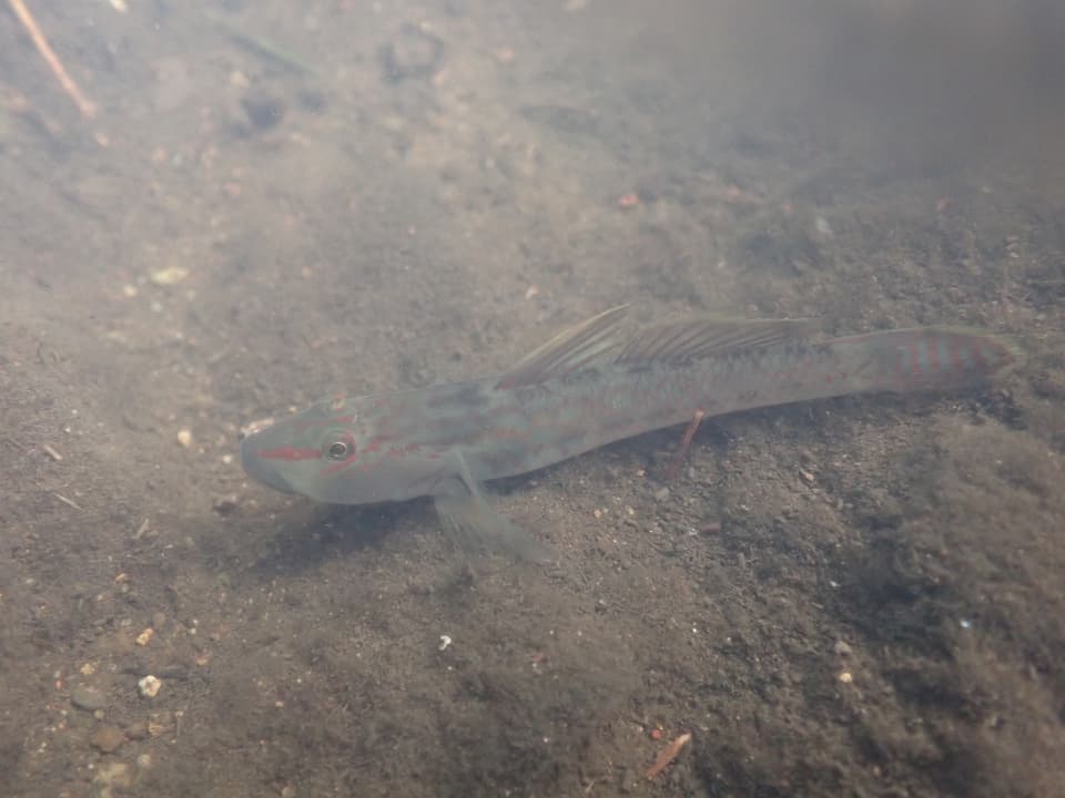 ภาพประกอบของ ปลาบู่น้ำจืดบู่ (Rhinogobius ogasawaraensis)