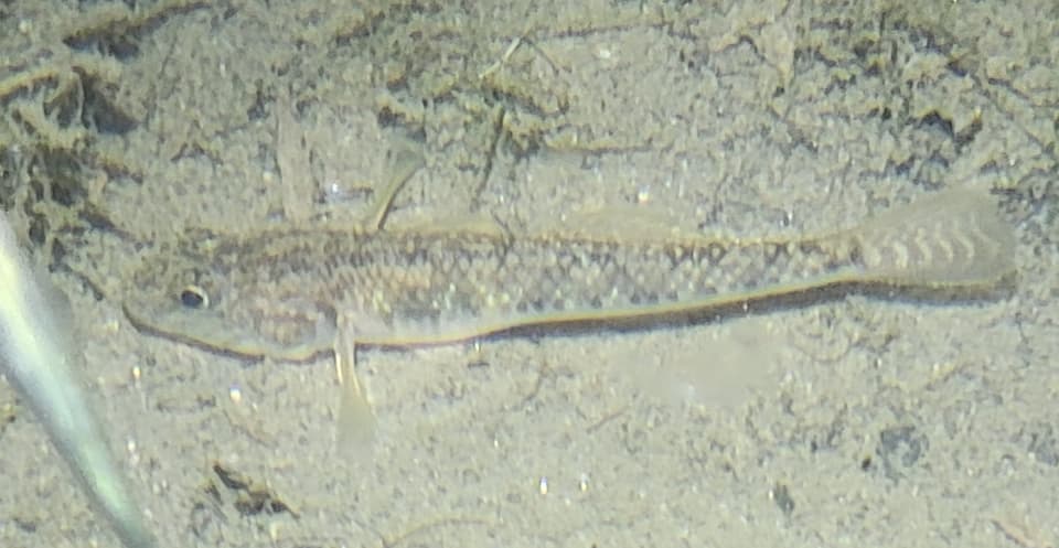 ภาพประกอบของ ปลาบู่ szechuanensis (Rhinogobius szechuanensis)