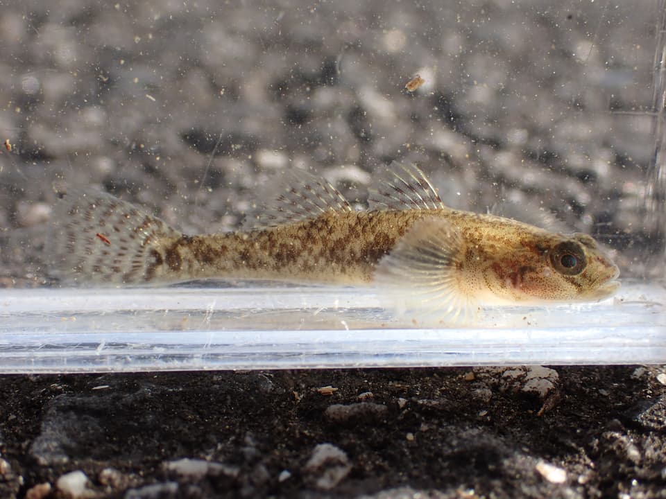 ภาพประกอบของ ปลาบู่ telma (Rhinogobius telma)