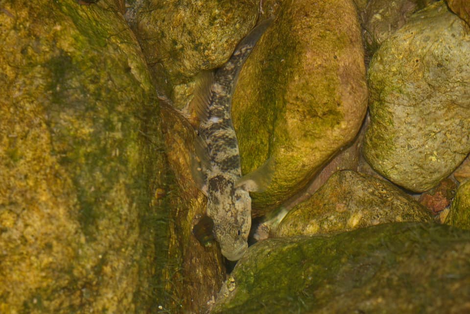 ภาพประกอบของ ปลาบู่ wuyiensis (Rhinogobius wuyiensis)