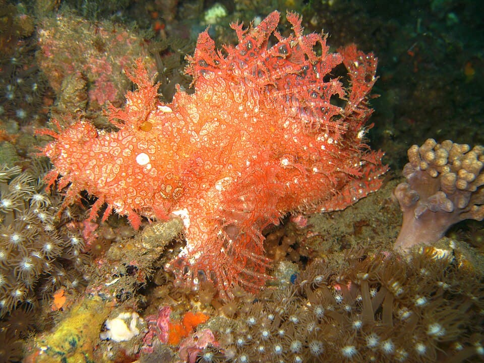 ภาพประกอบของ ปลามังกรสาหร่าย (Rhinopias frondosa)