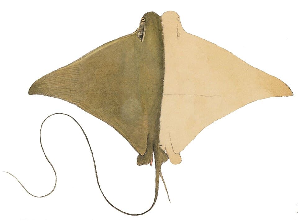 ภาพประกอบของ ปลา brasiliensis (Rhinoptera brasiliensis)
