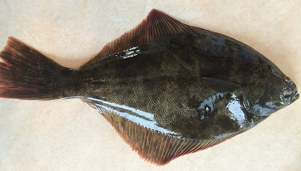 ภาพประกอบของ ปลา leporina (Rhombosolea leporina)