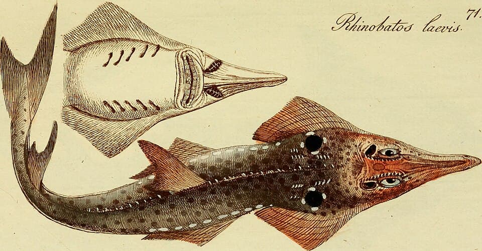 ภาพประกอบของ ปลา laevis (Rhynchobatus laevis)