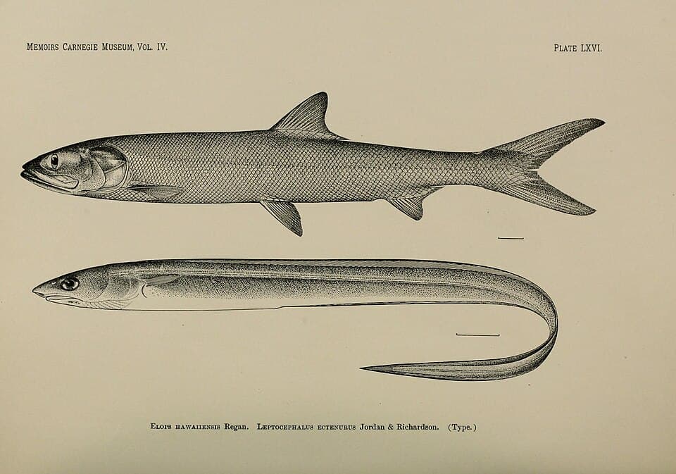 ภาพประกอบของ ปลา ectenurus (Rhynchoconger ectenurus)