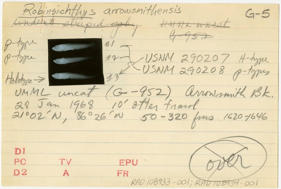 ภาพประกอบของ ปลาบู่บู่ (Robinsichthys arrowsmithensis)