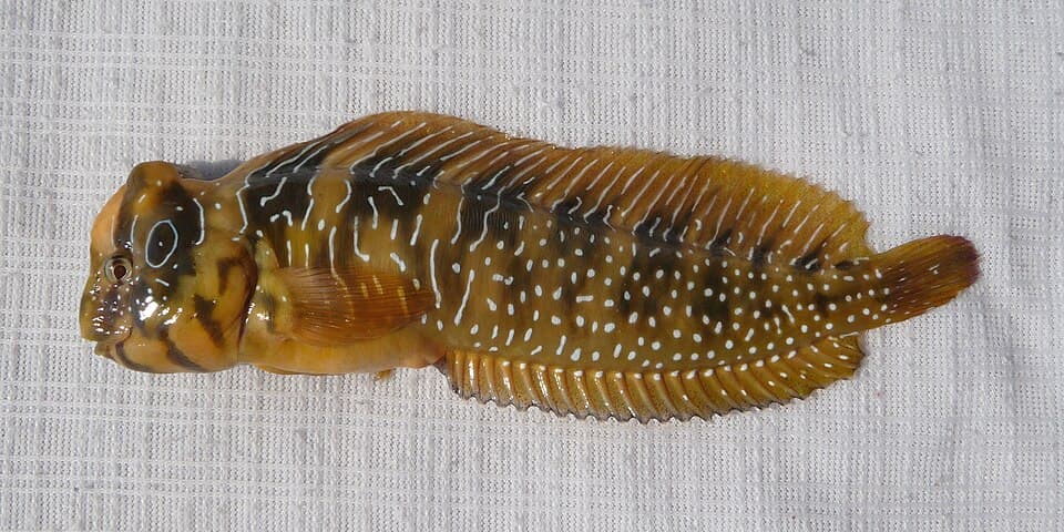 ภาพประกอบของ ปลาตั๊กแตนหินตั๊กแตนหิน (Salaria pavo)