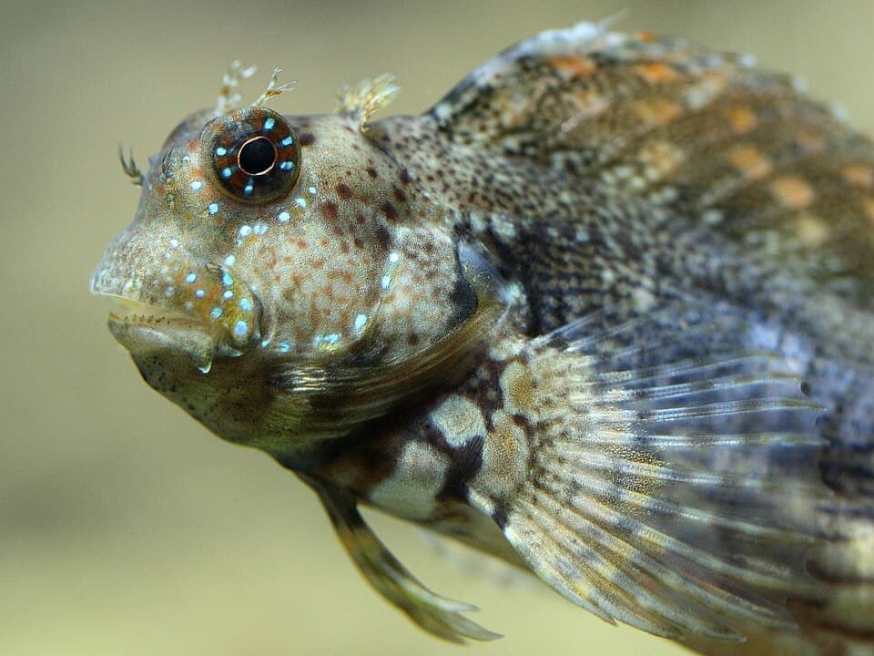 ภาพ ปลาตั๊กแตนหินลายเสือ (บู่กินสาหร่าย) (Salarias fasciatus)
