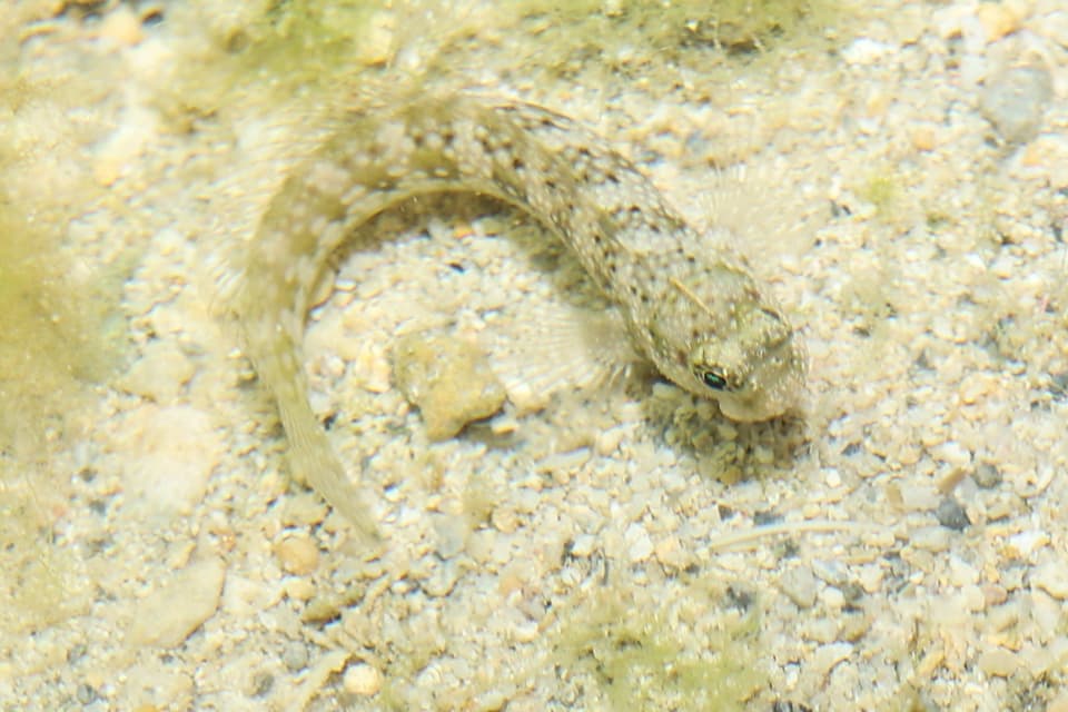 ภาพประกอบของ ปลาตั๊กแตนหินตั๊กแตนหิน (Salarias luctuosus)