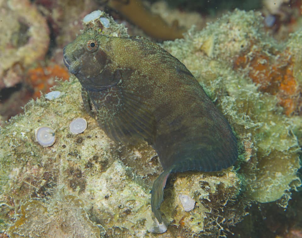 ภาพประกอบของ ปลาตั๊กแตนหินตั๊กแตนหิน (Salarias obscurus)