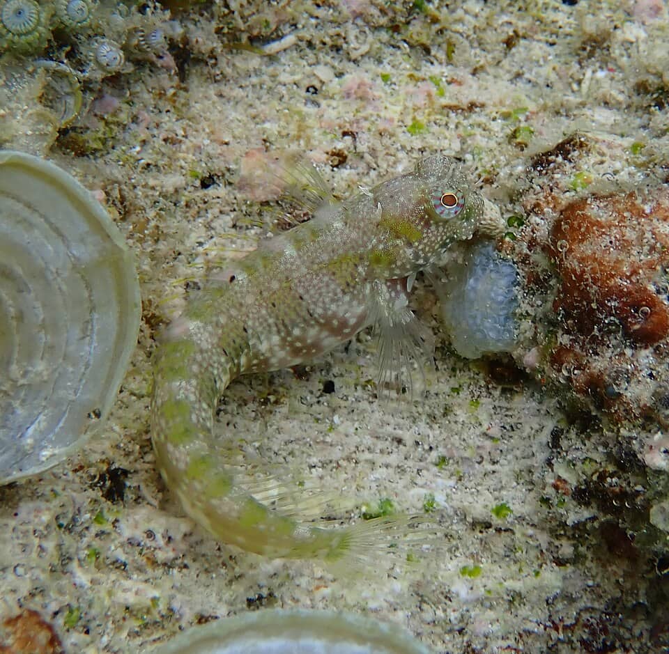 ภาพประกอบของ ปลาตั๊กแตนหินตั๊กแตนหิน (Salarias patzneri)