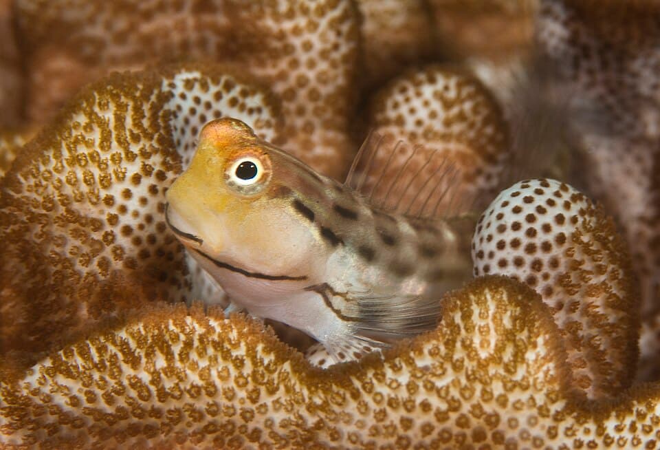 ภาพประกอบของ ปลาตั๊กแตนหินตั๊กแตนหิน (Salarias sinuosus)