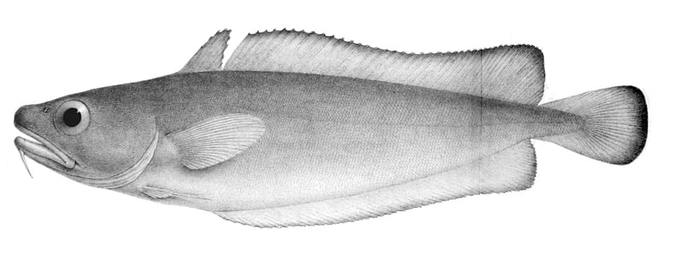 ภาพประกอบของ ปลา australis (Salilota australis)