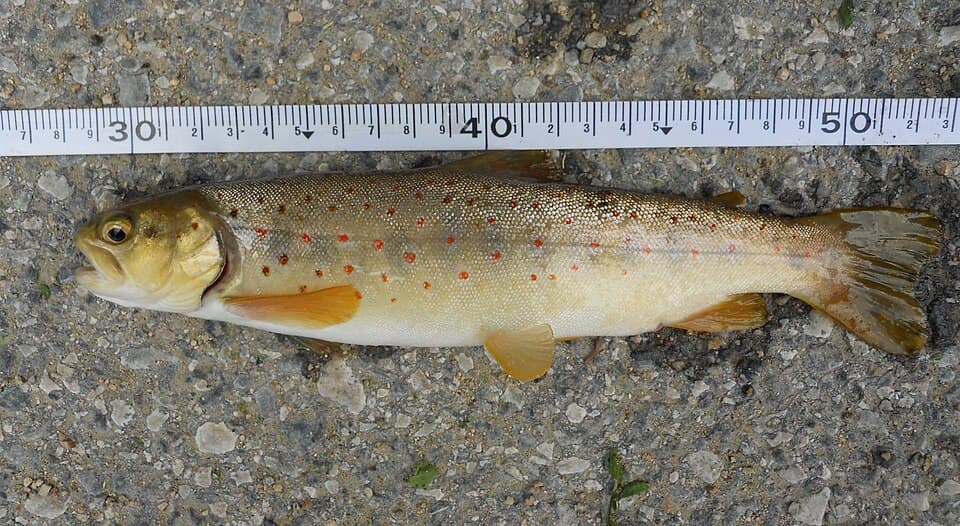 ภาพประกอบของ ปลา peristericus (Salmo peristericus)