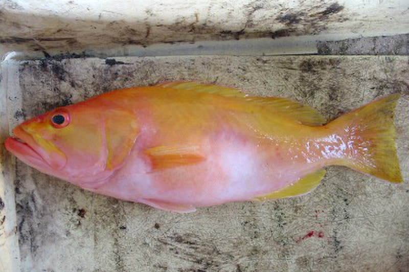 ภาพประกอบของ ปลากะรังทอง (Saloptia powelli)