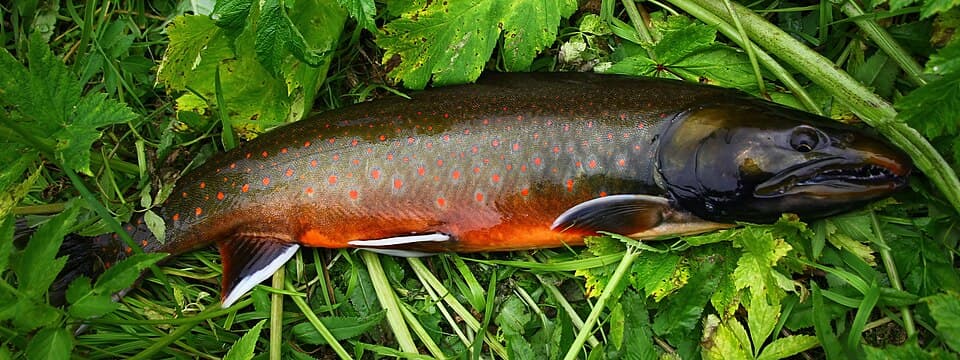 ภาพประกอบของ ปลา kronocius (Salvelinus kronocius)