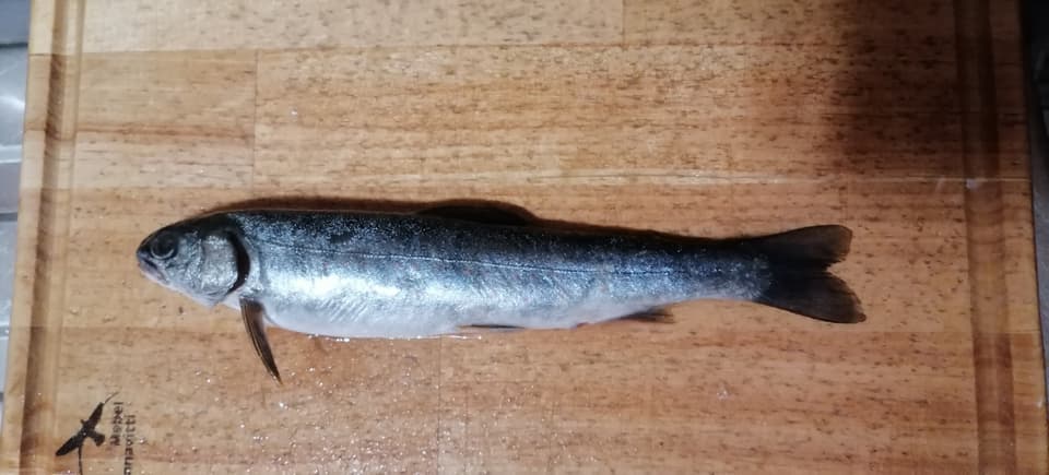 ภาพประกอบของ ปลา malma (Salvelinus malma)