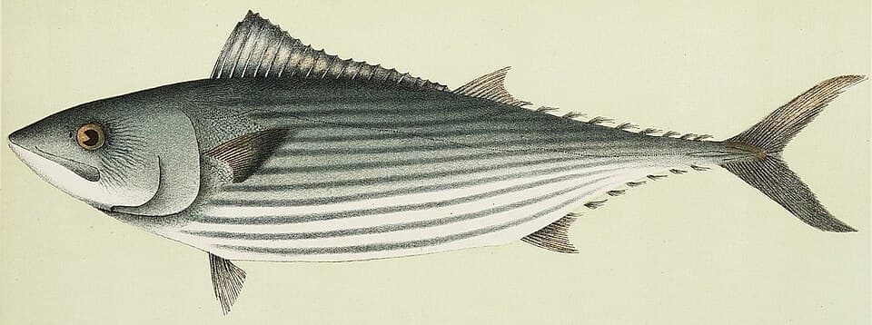 ภาพประกอบของ ปลา australis (Sarda australis)