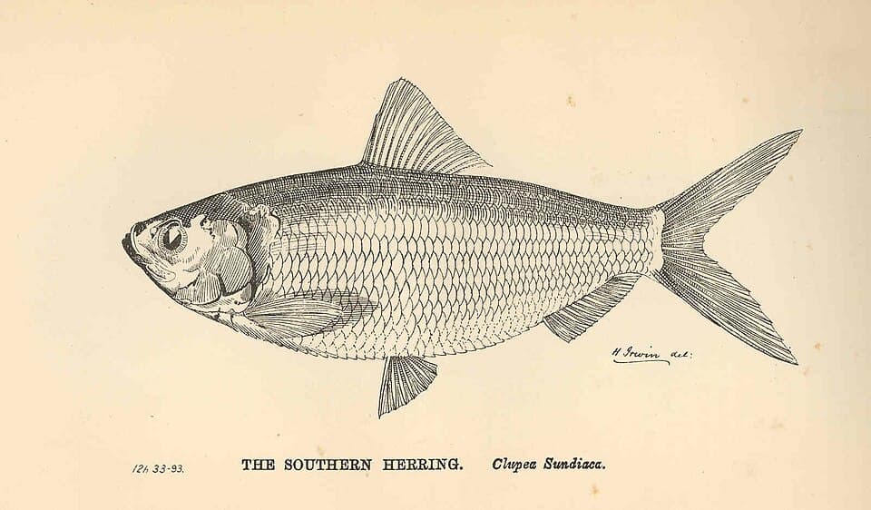 ภาพประกอบของ ปลา albella (Sardinella albella)