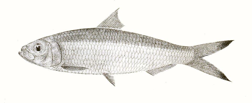 ภาพประกอบของ ปลา atricauda (Sardinella atricauda)