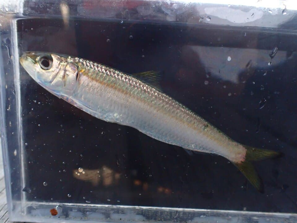 ภาพประกอบของ ปลา aurita (Sardinella aurita)