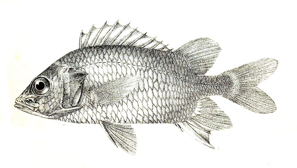 ภาพประกอบของ ปลาข้าวเม่า caudimaculatum (Sargocentron caudimaculatum)
