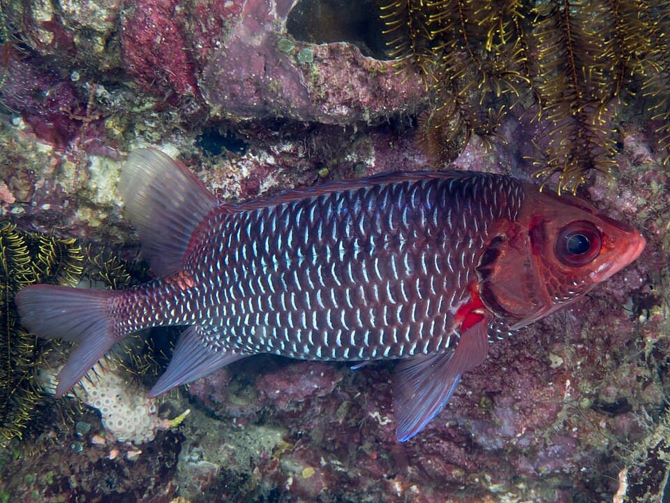 ภาพประกอบของ ปลาข้าวเม่าแดง (Sargocentron violaceum)