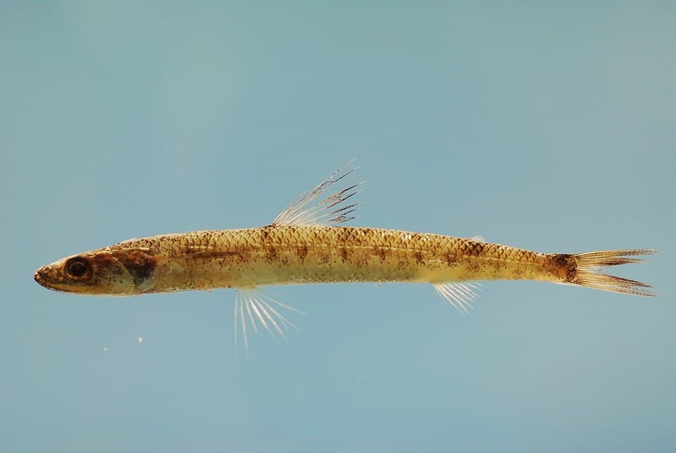 ภาพประกอบของ ปลา caribbaea (Saurida caribbaea)