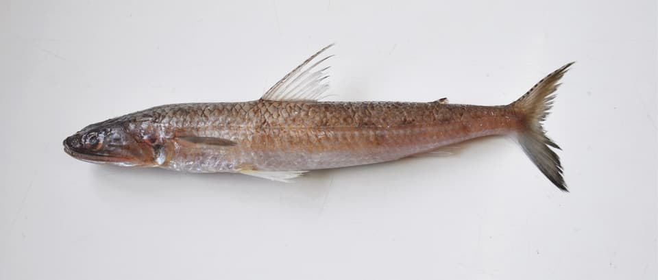 ภาพประกอบของ ปลา lessepsianus (Saurida lessepsianus)