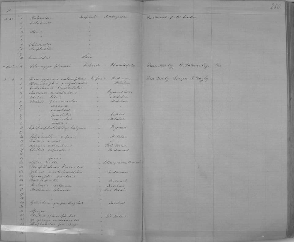 ภาพประกอบของ ปลาบู่ cantoris (Scartelaos cantoris)