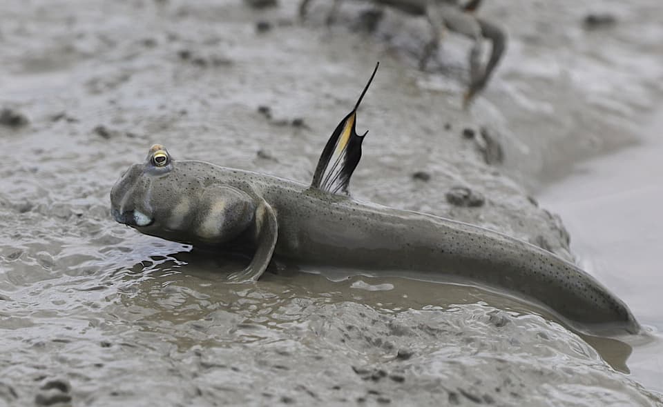 ภาพประกอบของ ปลาบู่ยักษ์ (Scartelaos gigas)