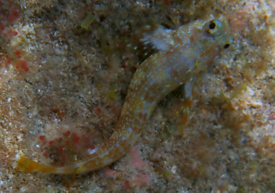 ภาพประกอบของ ปลาตั๊กแตนหินตั๊กแตนหิน (Scartella caboverdiana)