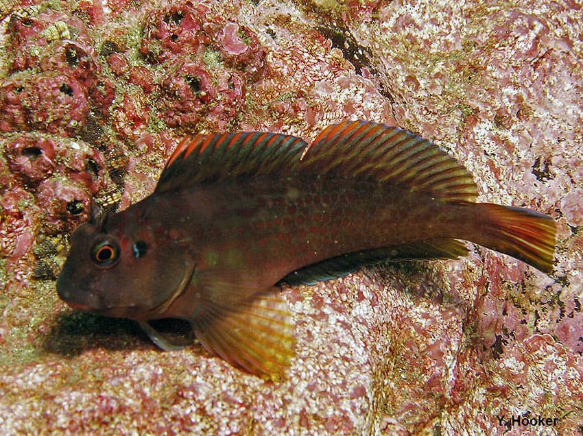 ภาพประกอบของ ปลาตั๊กแตนหินยักษ์ตั๊กแตนหิน (Scartichthys gigas)