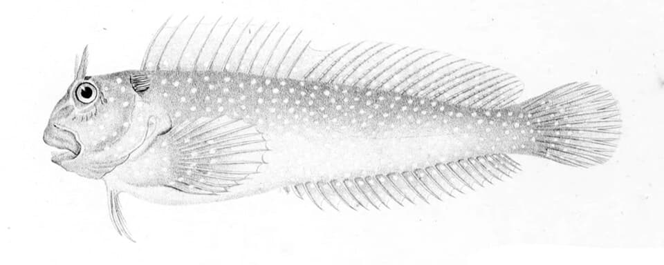 ภาพประกอบของ ปลาตั๊กแตนหินยักษ์ตั๊กแตนหิน (Scartichthys variolatus)