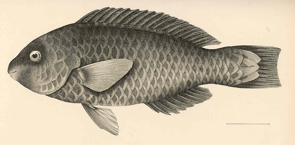 ภาพประกอบของ ปลานกแก้วราชา (Scarus dubius)