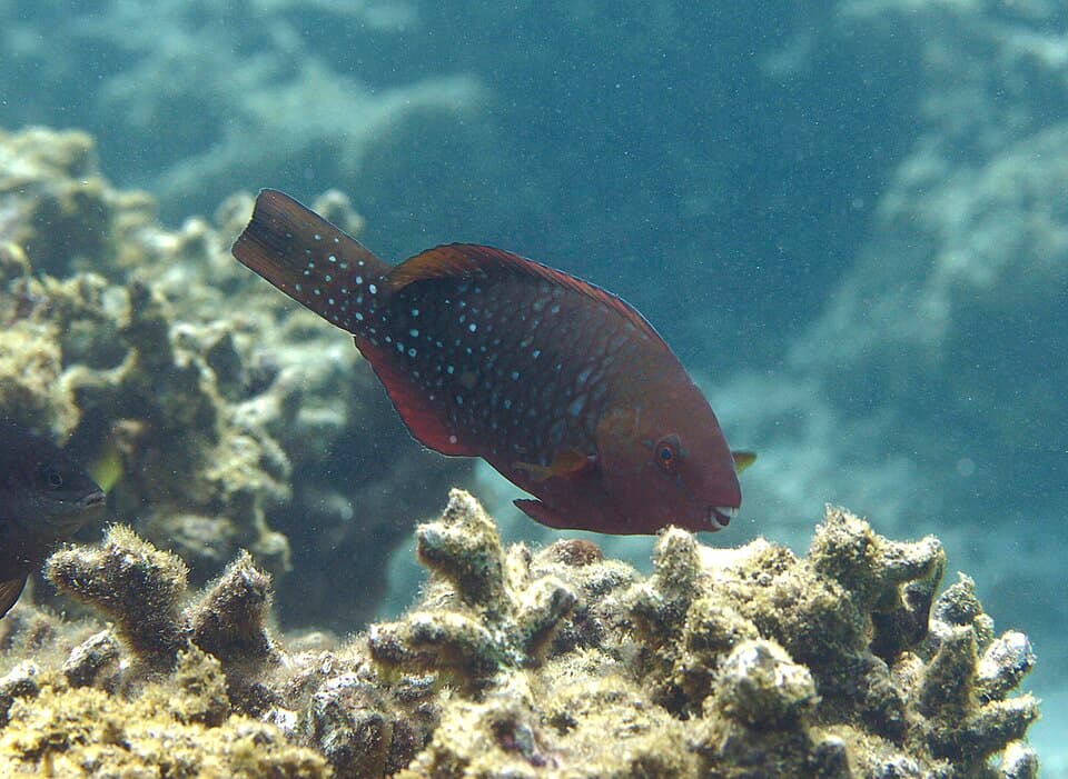 ภาพประกอบของ ปลานกแก้ว falcipinnis (Scarus falcipinnis)