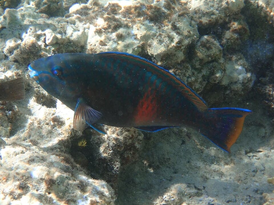 ภาพประกอบของ ปลานกแก้วม่วงน้ำตาล (Scarus fuscopurpureus)