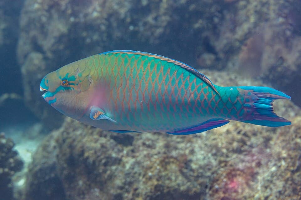 ภาพประกอบของ ปลานกแก้วเขียวน้ำเงิน (Scarus ghobban)