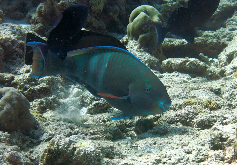 ภาพประกอบของ ปลานกแก้ว russelii (Scarus russelii)