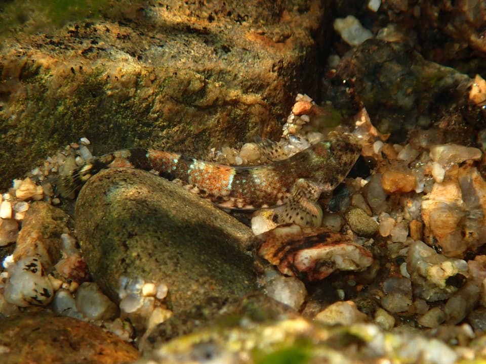 ภาพประกอบของ ปลาบู่ hoesei (Schismatogobius hoesei)
