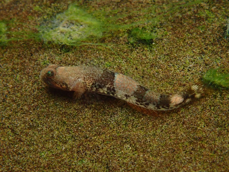 ภาพประกอบของ ปลาบู่ saurii (Schismatogobius saurii)