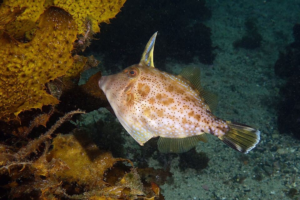 ภาพประกอบของ ปลาวัวหนัง granulatus (Scobinichthys granulatus)