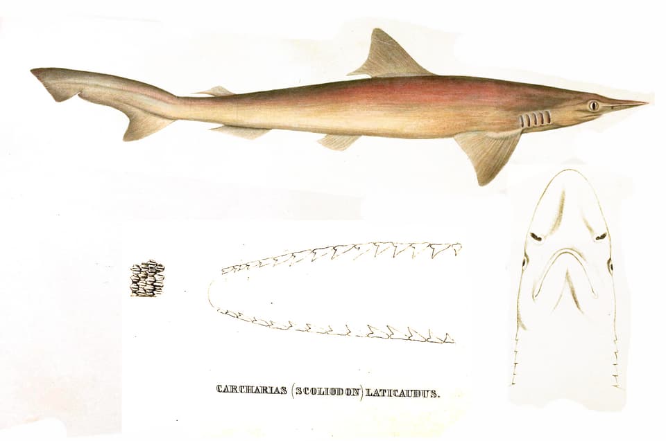 ภาพประกอบของ ปลา laticaudus (Scoliodon laticaudus)