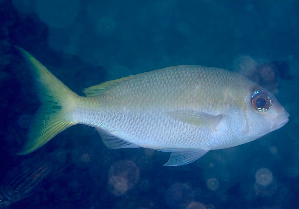 ภาพประกอบของ ปลา affinis (Scolopsis affinis)