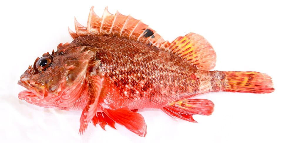 ภาพประกอบของ ปลาแมงป่อง papillosa (Scorpaena papillosa)