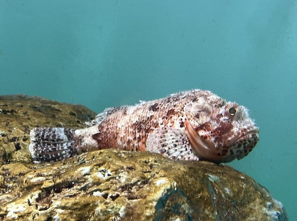 ภาพประกอบของ ปลาแมงป่องแดง (Scorpaena sumptuosa)