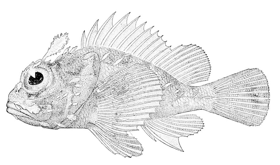 ภาพประกอบของ ปลาแมงป่อง altirostris (Scorpaenopsis altirostris)
