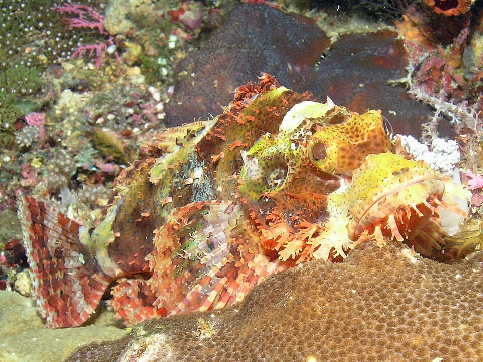 ภาพประกอบของ ปลาแมงป่อง papuensis (Scorpaenopsis papuensis)
