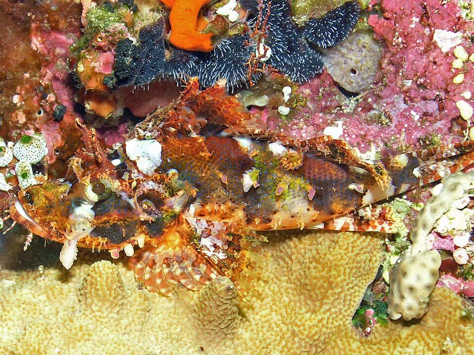 ภาพประกอบของ ปลาแมงป่องเหลือง (Scorpaenopsis venosa)